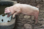 Schwein auf dem Bauernhof in Österreich