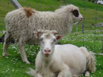 Färöerer Inseln Schafe