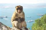Gibraltar-Affe