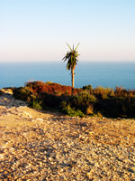 Palme und Meer