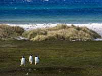 Pinguine Strand Dünen, Falkland Inseln