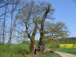 Teutoburger Wald