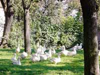 Bauernhof Gänse