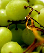 Weinreisen