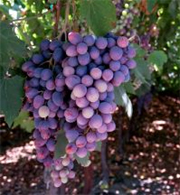 Weinreisen