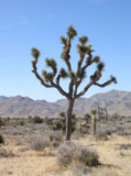 Joshua Tree