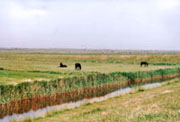 Friesenpferde auf Ameland