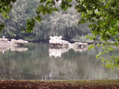 Tiere im St. James Park 3