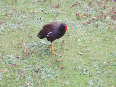 Tiere im St. James Park, London