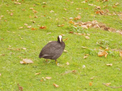 Tiere im St. James Park 2