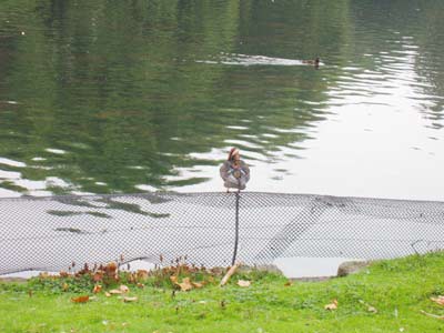 St. James Park, London