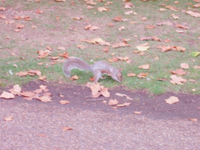 Eichhörnchen im London