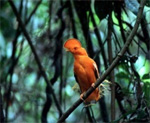 Rundreisen durch Guyana