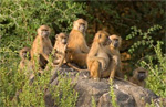 Rundreisen durch Senegal