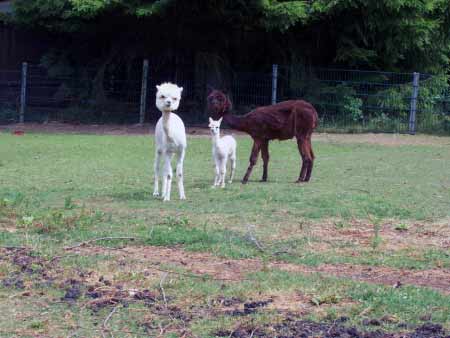 Alpakas Wildpark Daun