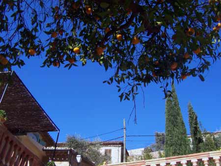 Apfelsinenbaum Mallorca