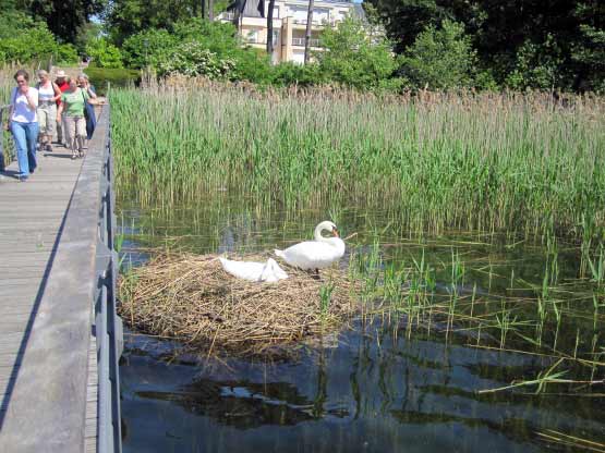 Idylle pur: Schwanenpaar