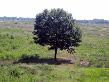 Baum im Tormoor