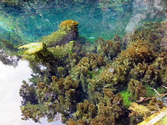 Unterwasserpflanzen Brenz-Quelle