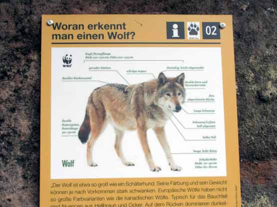 Der entdeckte Wolf