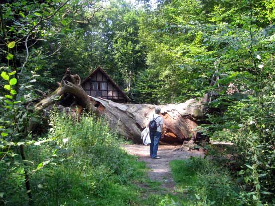 850-jährige Eiche vor der Jagdhütte.