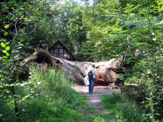 850-jährige Eiche vor der Jagdhütte.