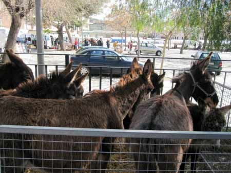 Esel-Markt Mallorca