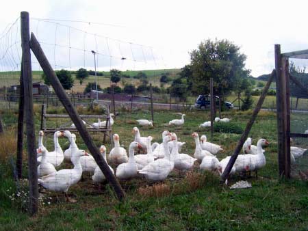 Geflügelhof Ellscheid