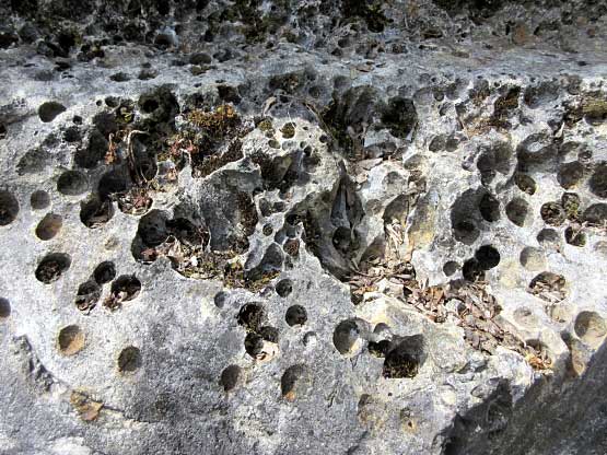 Runde Löcher, Überbleibsel von Meeresbewohnern