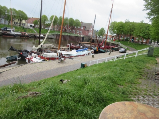 Die Enten leben am Deich und im Wasser.