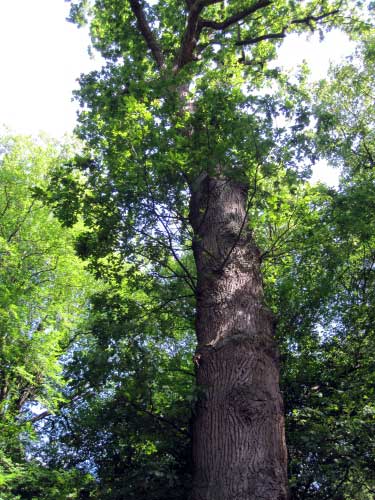 Riesen-Eiche Am Prügel, Lichtenfels