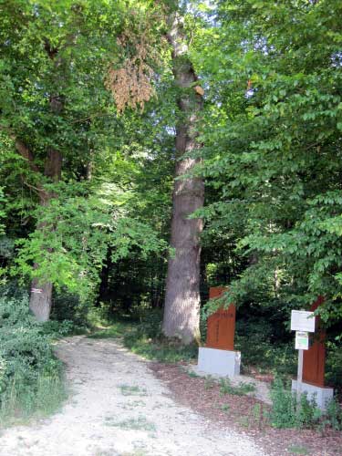 Uralte Eichen am Prügel, Lichtenfels