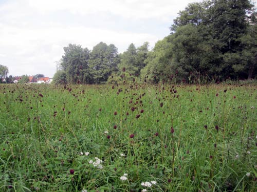 Üppige Vegetation