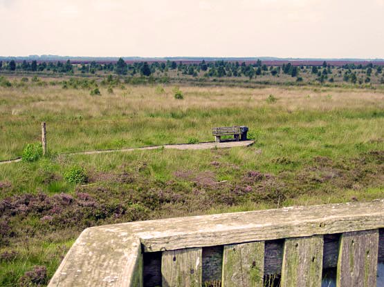 Bohlensteg im Moor