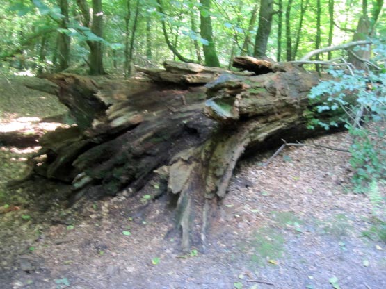 Eichen, Buchen, Ilex beherrschen den Urwald