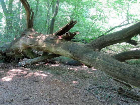 Neuendorfer Urwald, umgestürzte Bäume