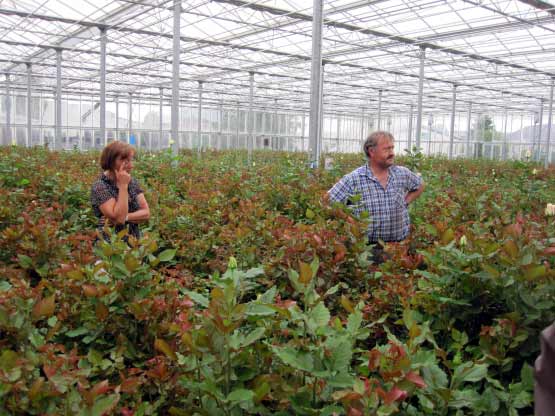 Rosenzüchter und -vertreiber von Schnittrosen, Niederrhein
