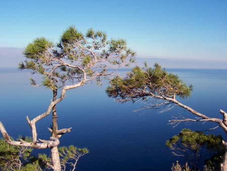 Pinien Kueste Mallorca