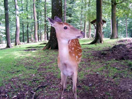 Rotwild Wildpark Daun