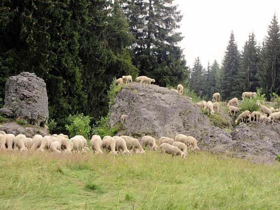 Schafherde am Landhotel