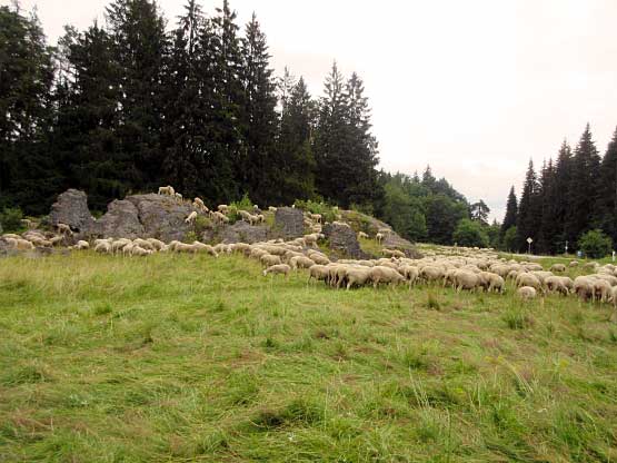 Schafherde Schwäbische Alb