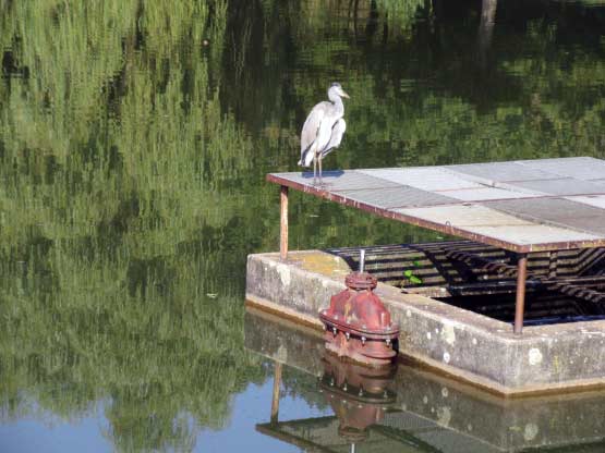 Ein Reiher auf dem Seeabfluss