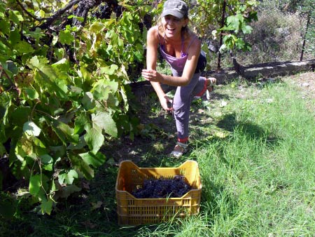 Weinernte